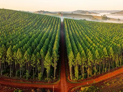 JPMorgan anuncia una inversión forestal de USD 200 millones en Paraguay y explica qué ve en el país