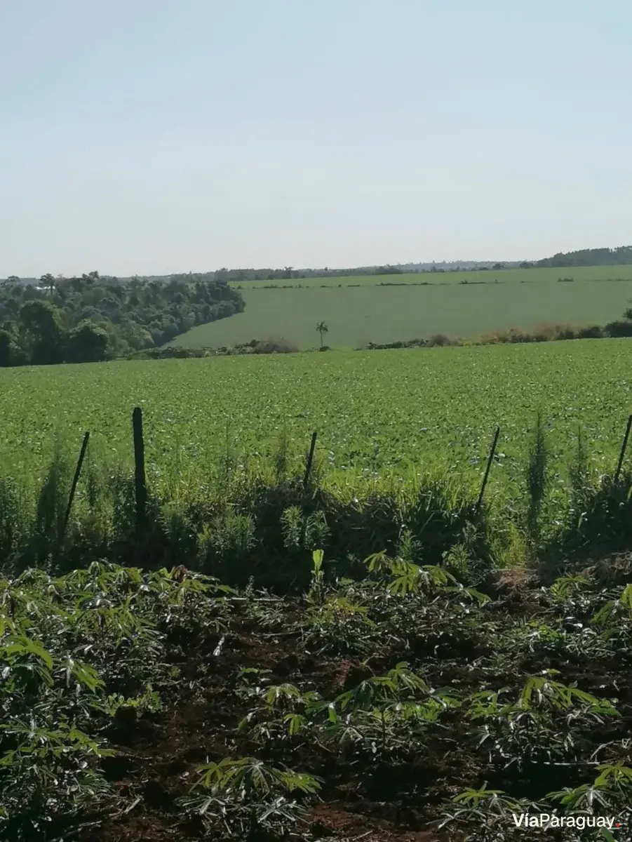 Propiedad rural de 150 ha en venta en Minga Guazú, Alto Paraná