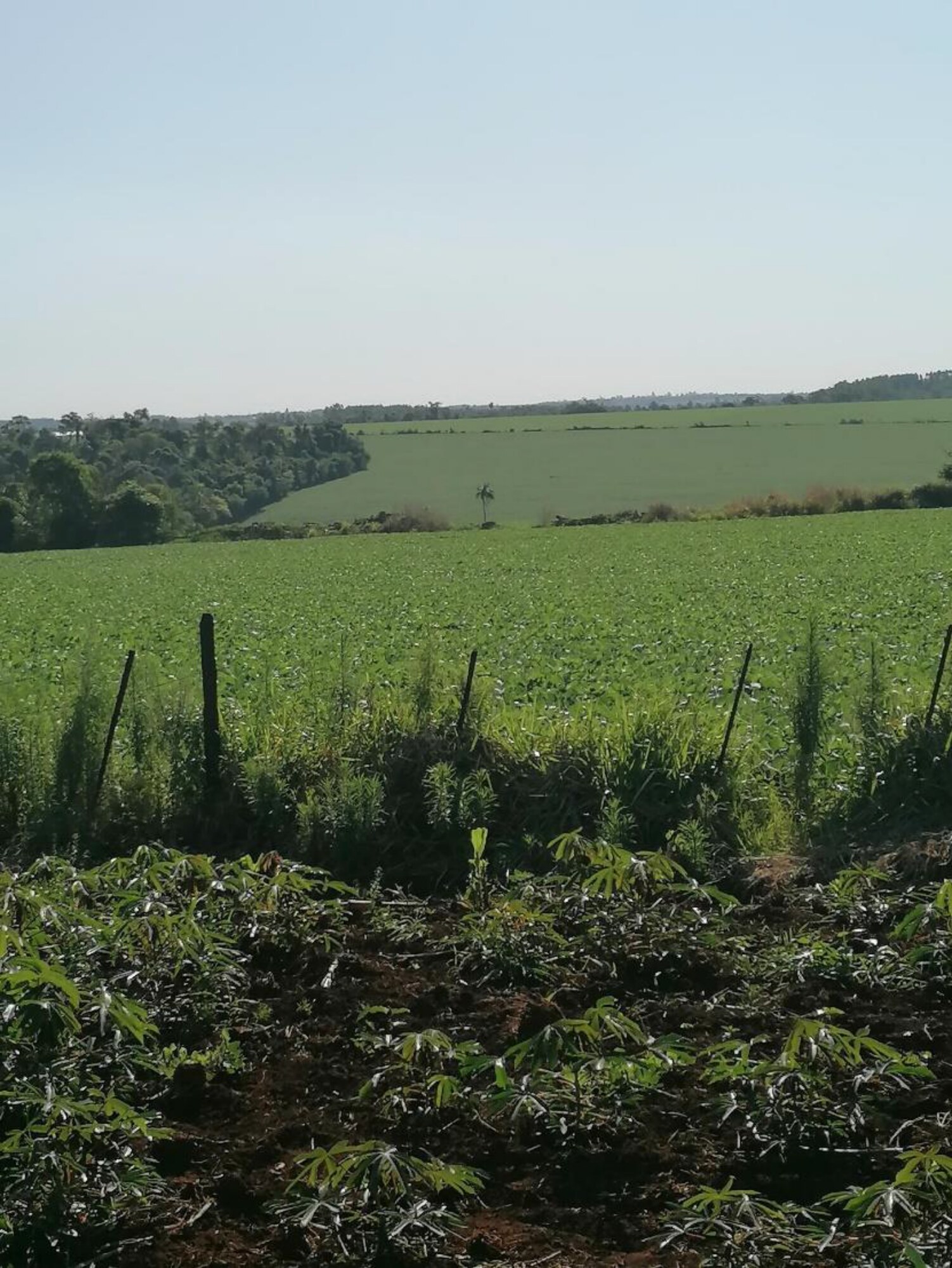 Propiedad rural de 150 ha en venta en Minga Guazú, Alto Paraná