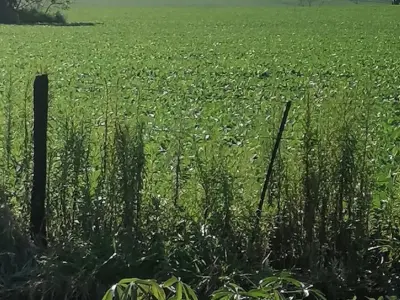Propiedad rural de 150 ha en venta en Minga Guazú, Alto Paraná 2