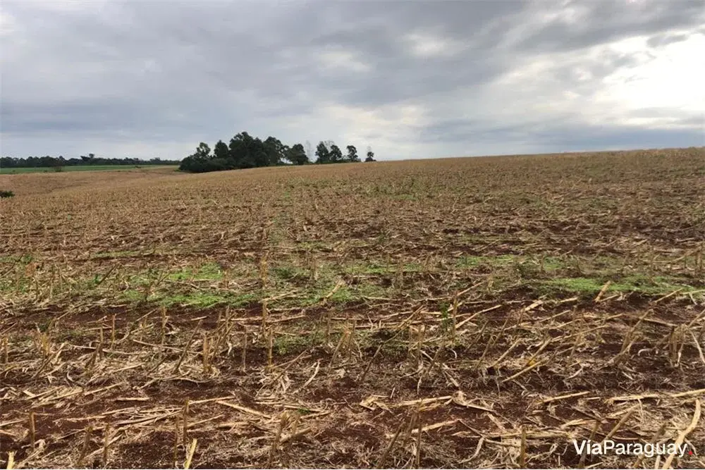 30 hectares à venda na Av. Paraguai-Japão, Pirapó