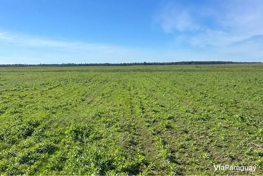 Fazenda agrícola à venda em San Pedro del Paraná