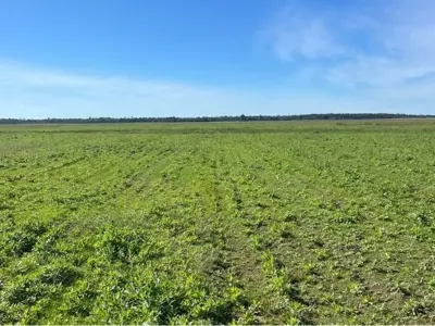 Fazenda agrícola à venda em San Pedro del Paraná
