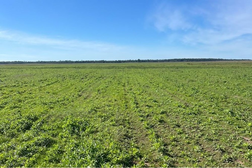 Fazenda agrícola à venda em San Pedro del Paraná