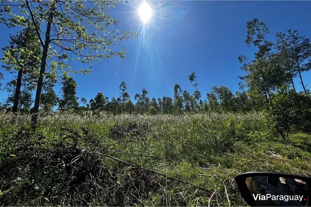 Campo con eucaliptal en venta en Capitán Miranda, Itapúa
