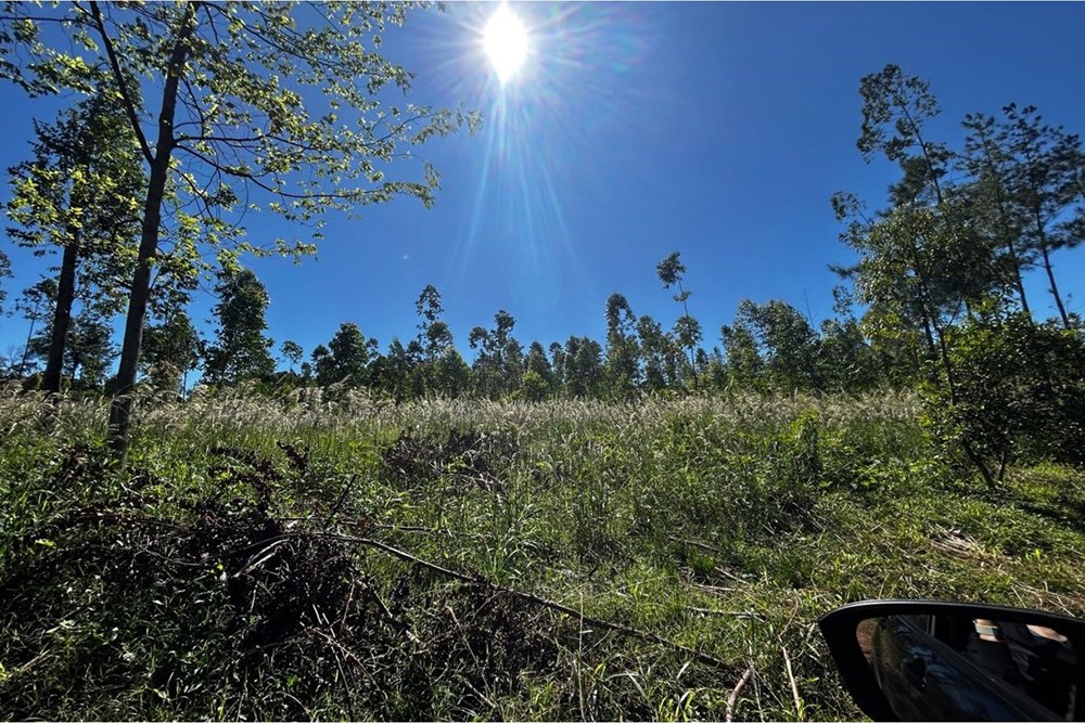 Land with eucalyptus plantation for sale in Capitán Miranda