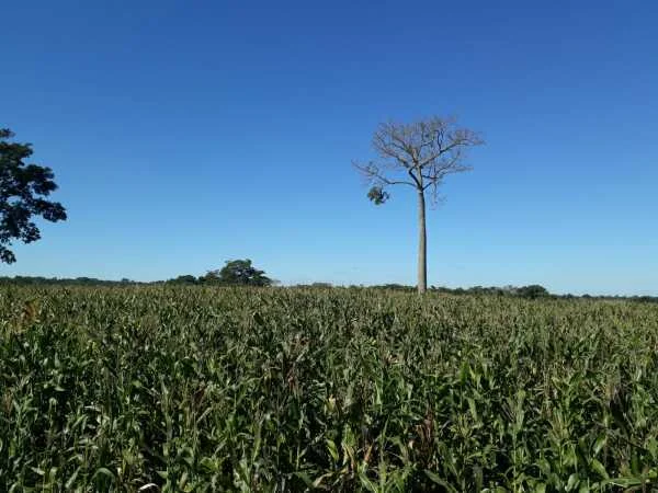 Campo de 200 hectares à venda — RI 3 Corrales, Caaguazú