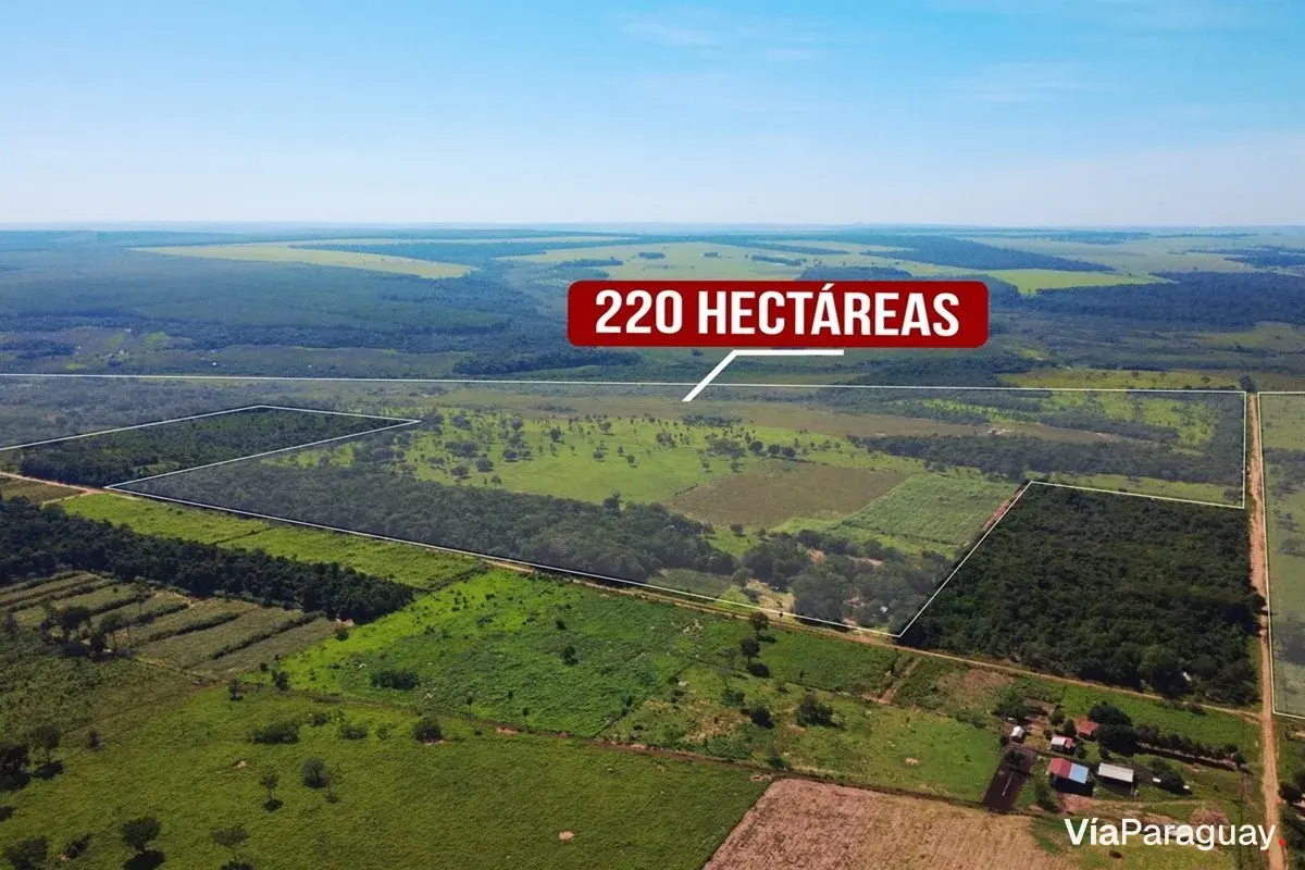 Campo de 220 hectáreas en venta en San Estanislao
