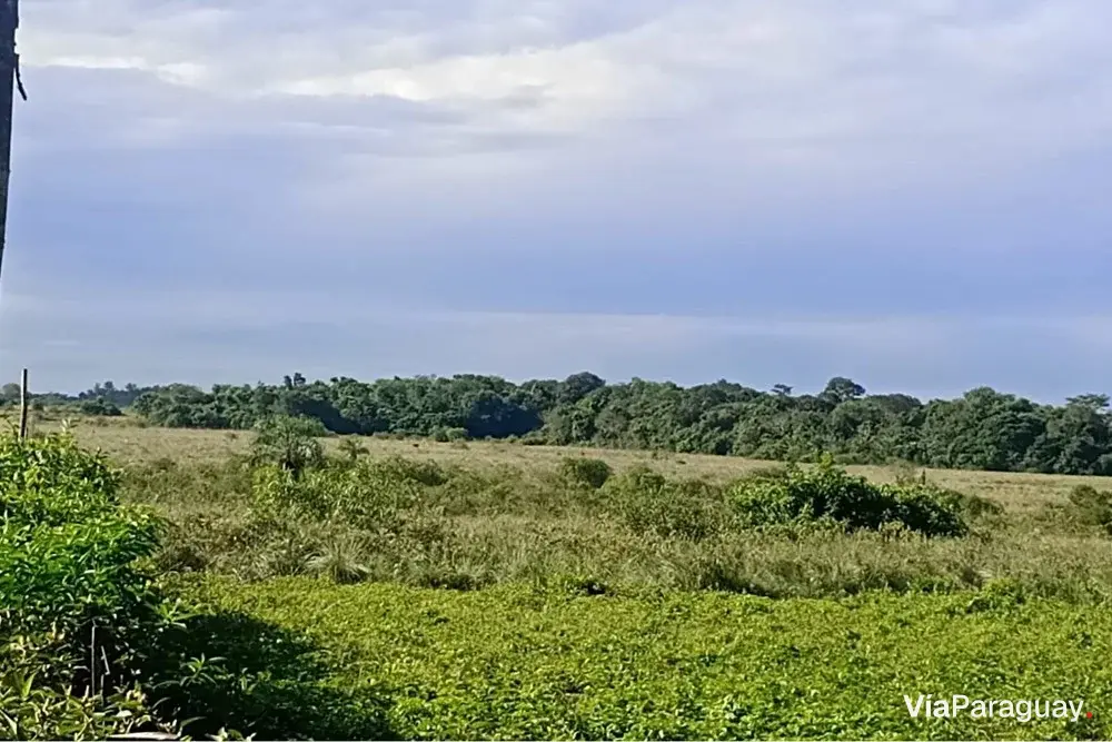 Campo de 77 hectares à venda em 25 de Diciembre, San Pedro