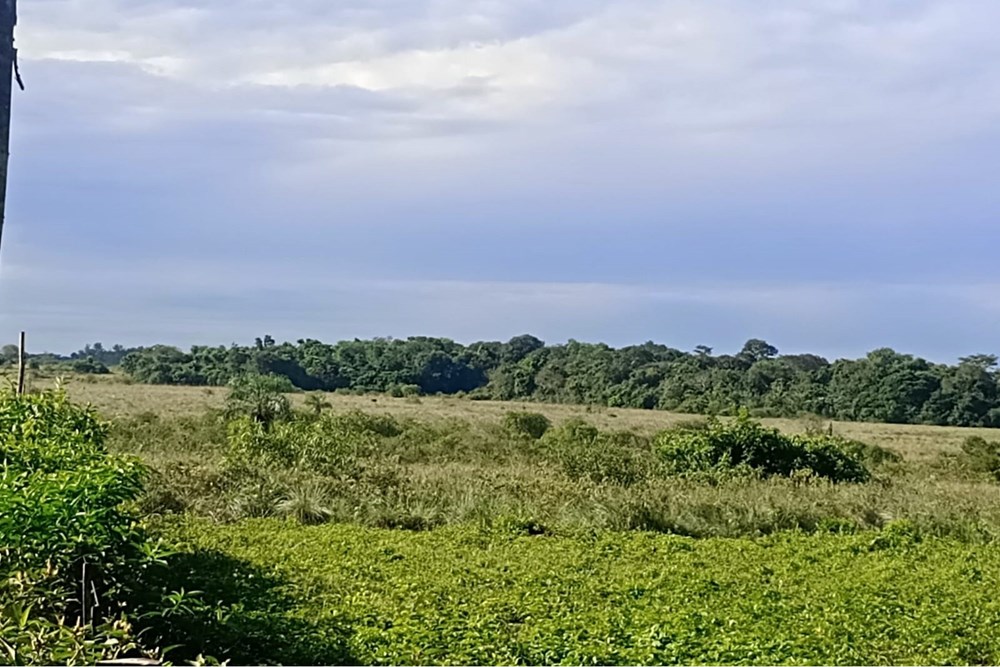 Campo de 77 hectares à venda em 25 de Diciembre, San Pedro