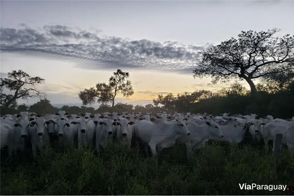Campo en venta en Mariscal Estigarribia, Boquerón