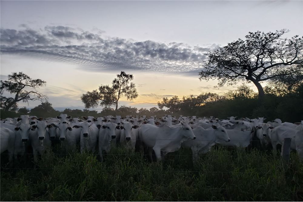 Campo en venta en Mariscal Estigarribia, Boquerón