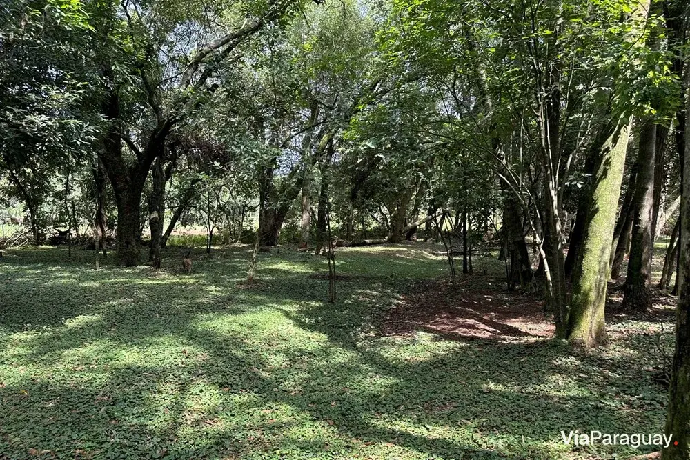 Casa à venda com 1 ha em Potrero, Itauguá