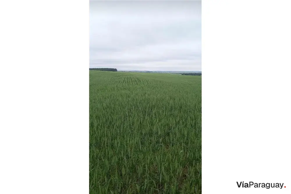 Chacra agrícola en venta en Cambyretá, Itapúa