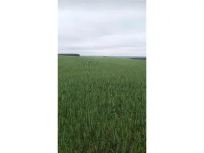 Chacra agrícola en venta en Cambyretá, Itapúa