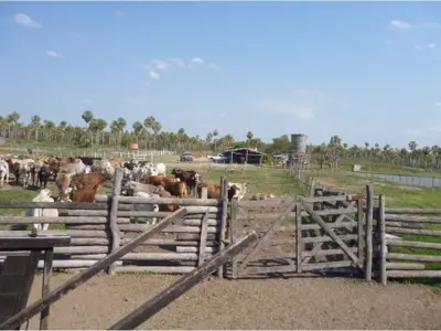Estancia de 731 hectáreas en venta en Presidente Hayes