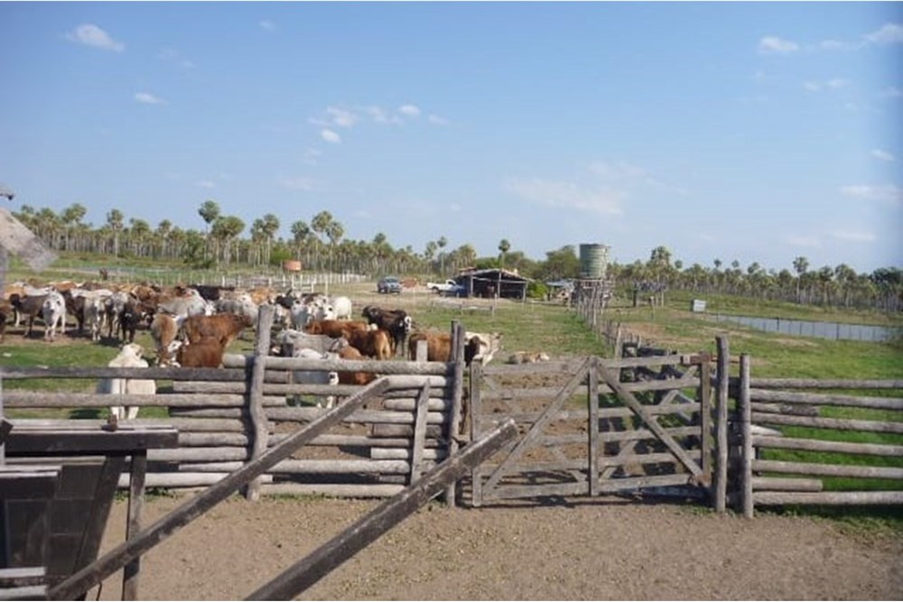 Estancia de 731 hectáreas en venta en Presidente Hayes