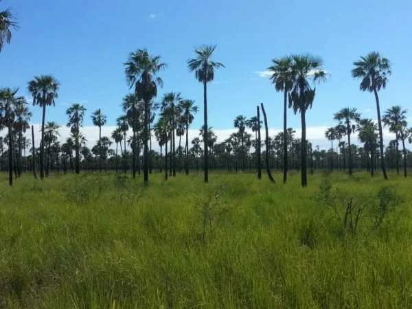 Estancia en venta en Boquerón – 11.200 hectáreas