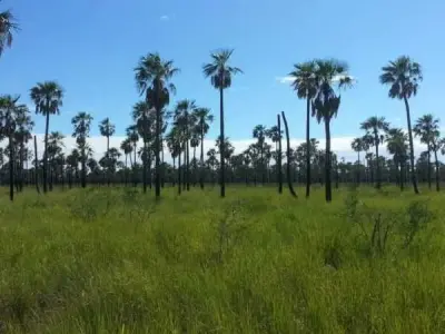Estancia en venta en Boquerón – 11.200 hectáreas