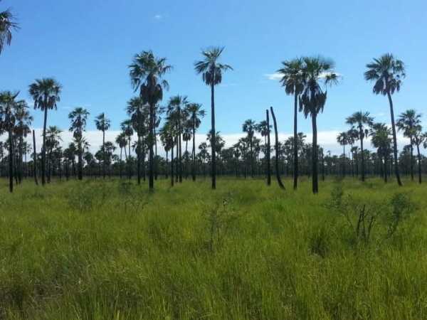 Estancia en venta en Boquerón – 11.200 hectáreas