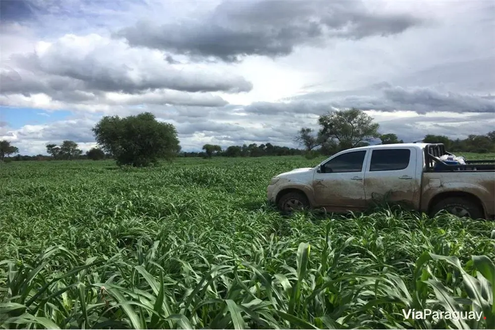 Fazenda à venda em Filadelfia, Boquerón