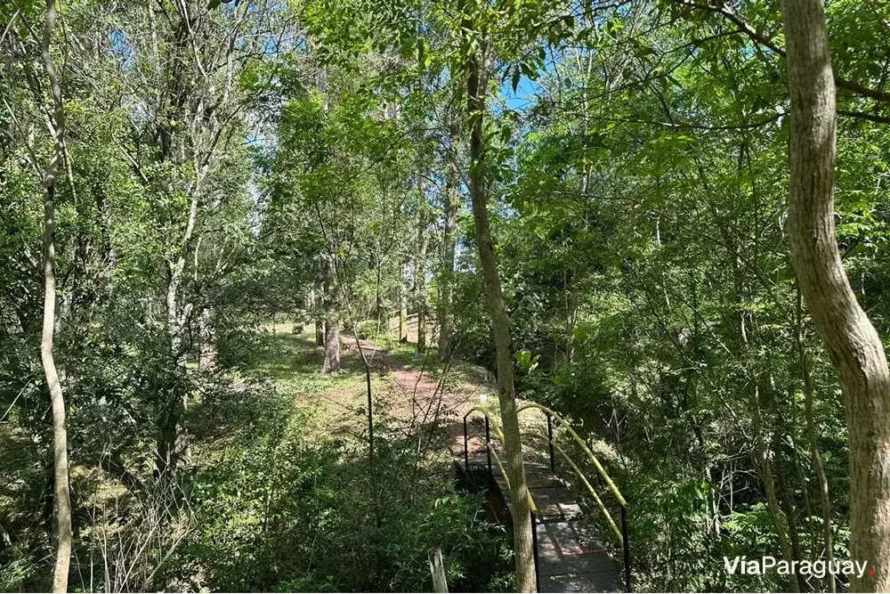 Estancia en venta en Tavapy, Alto Paraná - 20 hectáreas productivas