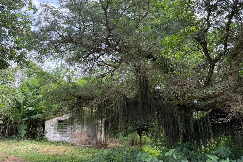 Fazenda agrícola de 15 ha à venda em Nueva Italia