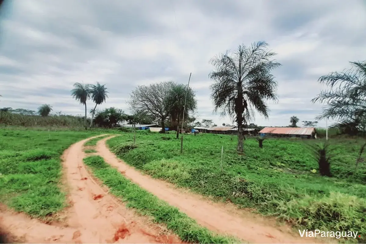 Granja avícola en venta en Pirayú, Paraguarí - 40.000 m²