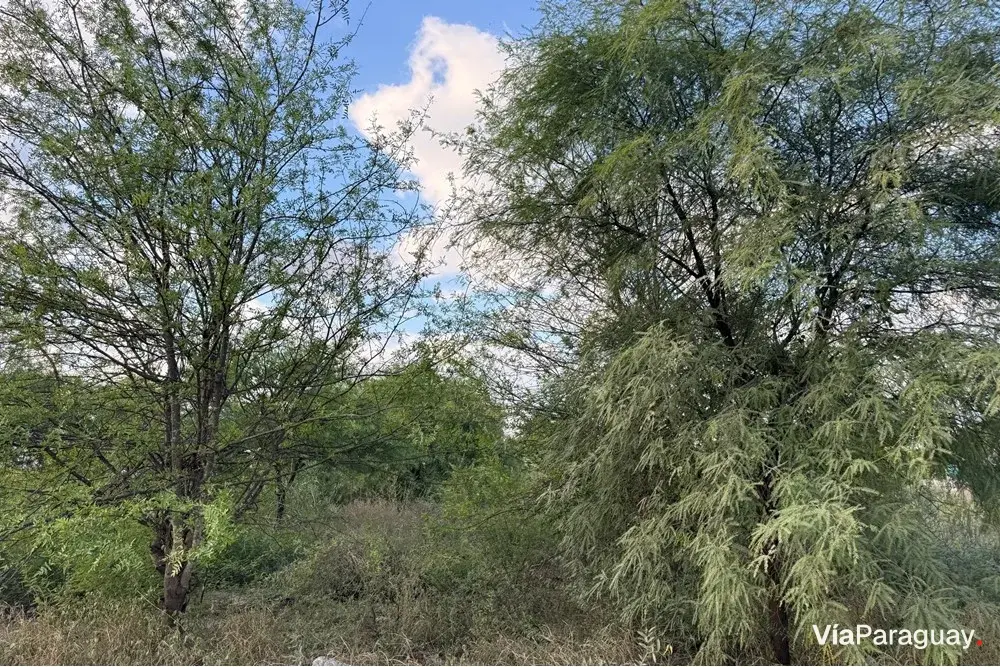 Lote comercial en venta en Filadelfia, Boquerón