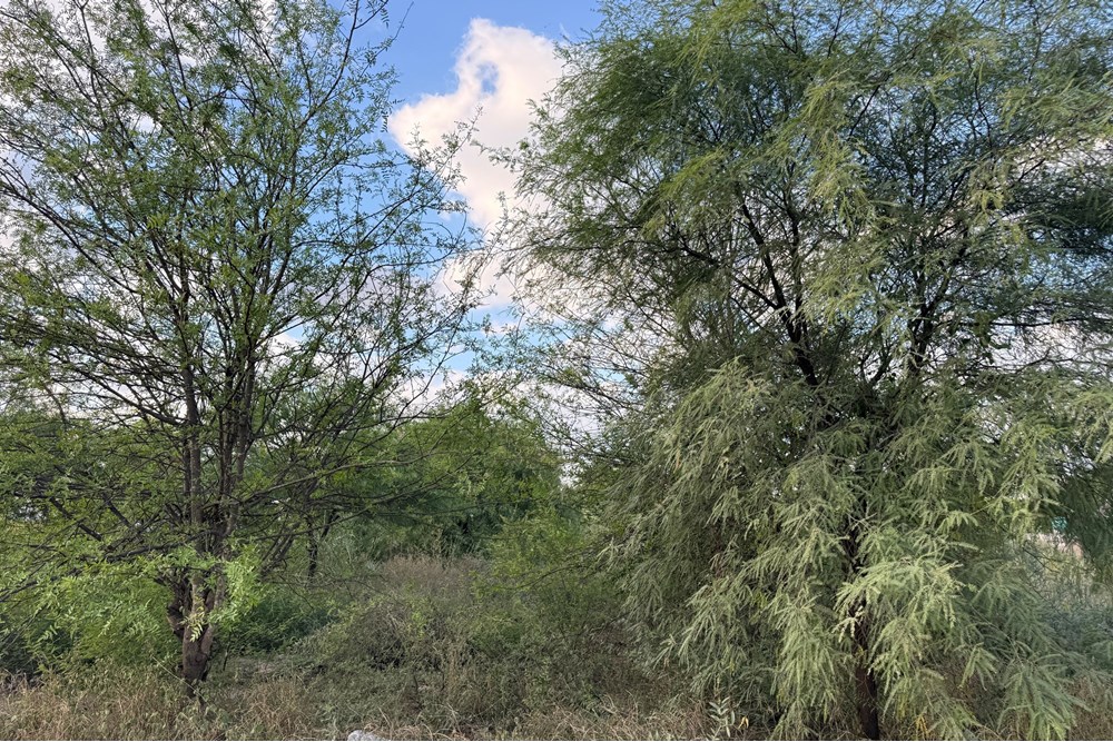 Lote comercial en venta en Filadelfia, Boquerón
