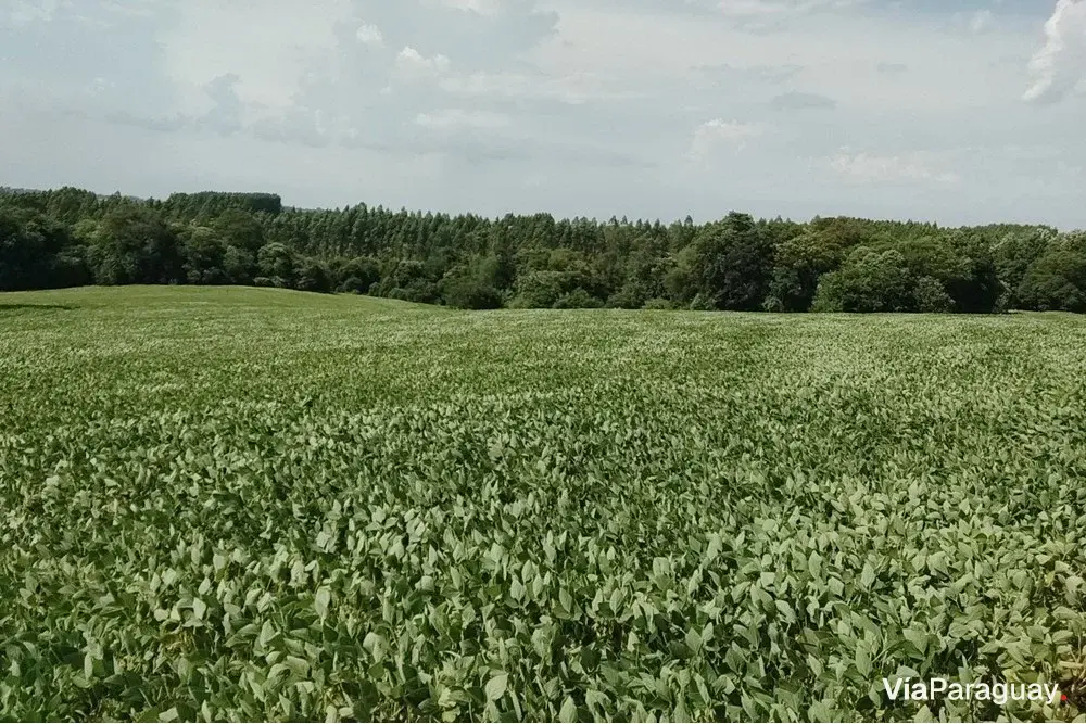 Propriedade agrícola de 76 hectares à venda em Fram, Itapúa