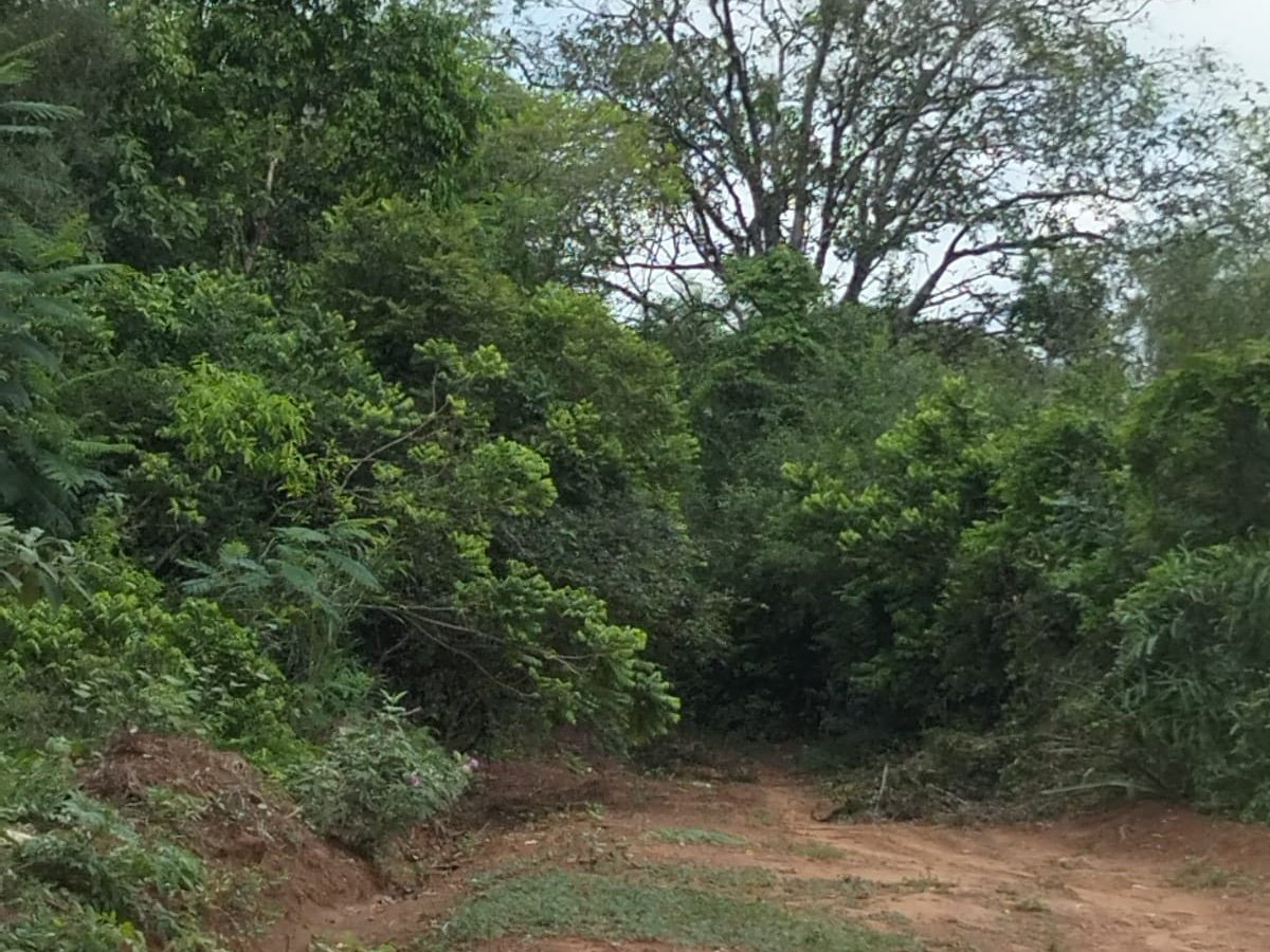 Propriedade rural de 12 hectares à venda em Nueva Colombia, Paraguai