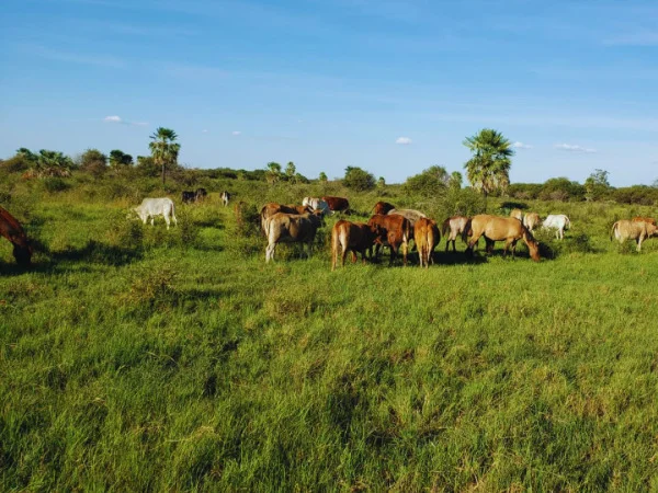Rural Property for Sale in the Chaco — 2,550 Hectares