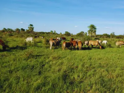 Rural Property for Sale in the Chaco — 2,550 Hectares