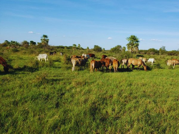 Rural Property for Sale in the Chaco — 2,550 Hectares