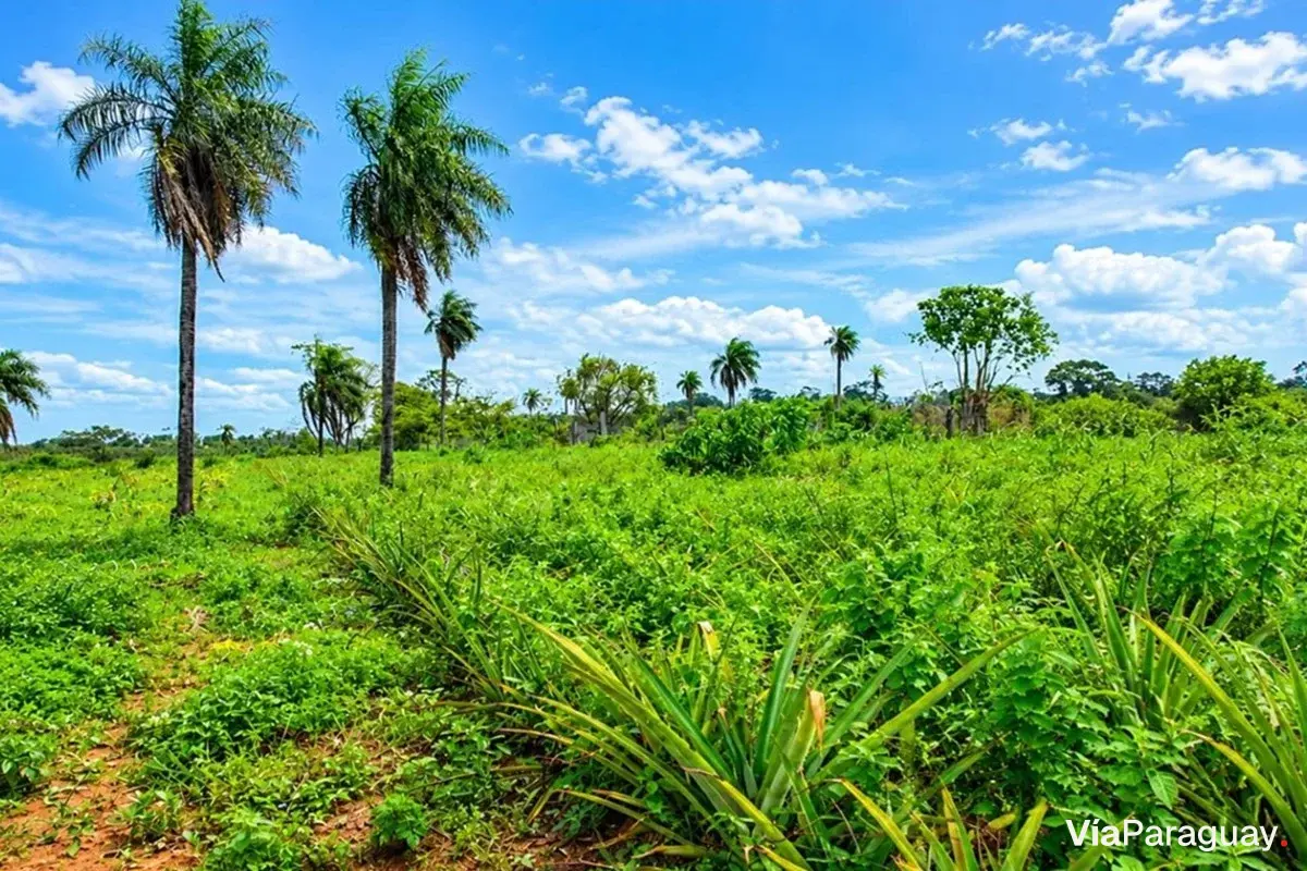 Propriedade rural à venda em Isla Pucú, Cordillera