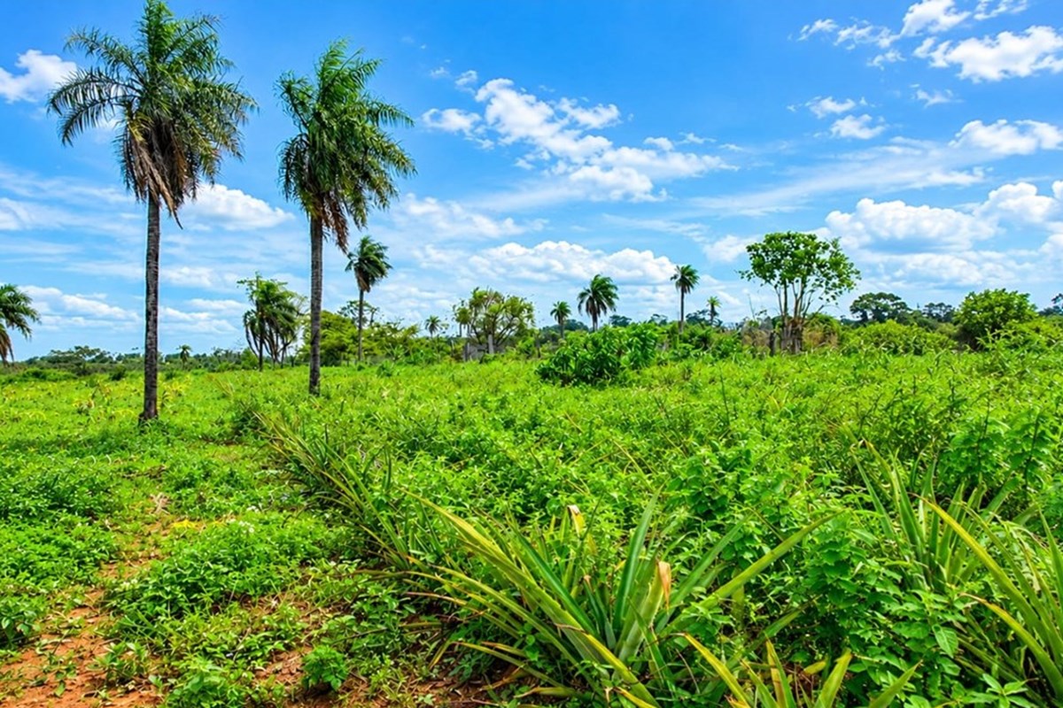 Rural property for sale in Isla Pucú, Cordillera