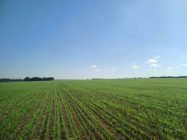 Rural Property for Sale in Minga Guazú - 11 Hectares, Mechanized