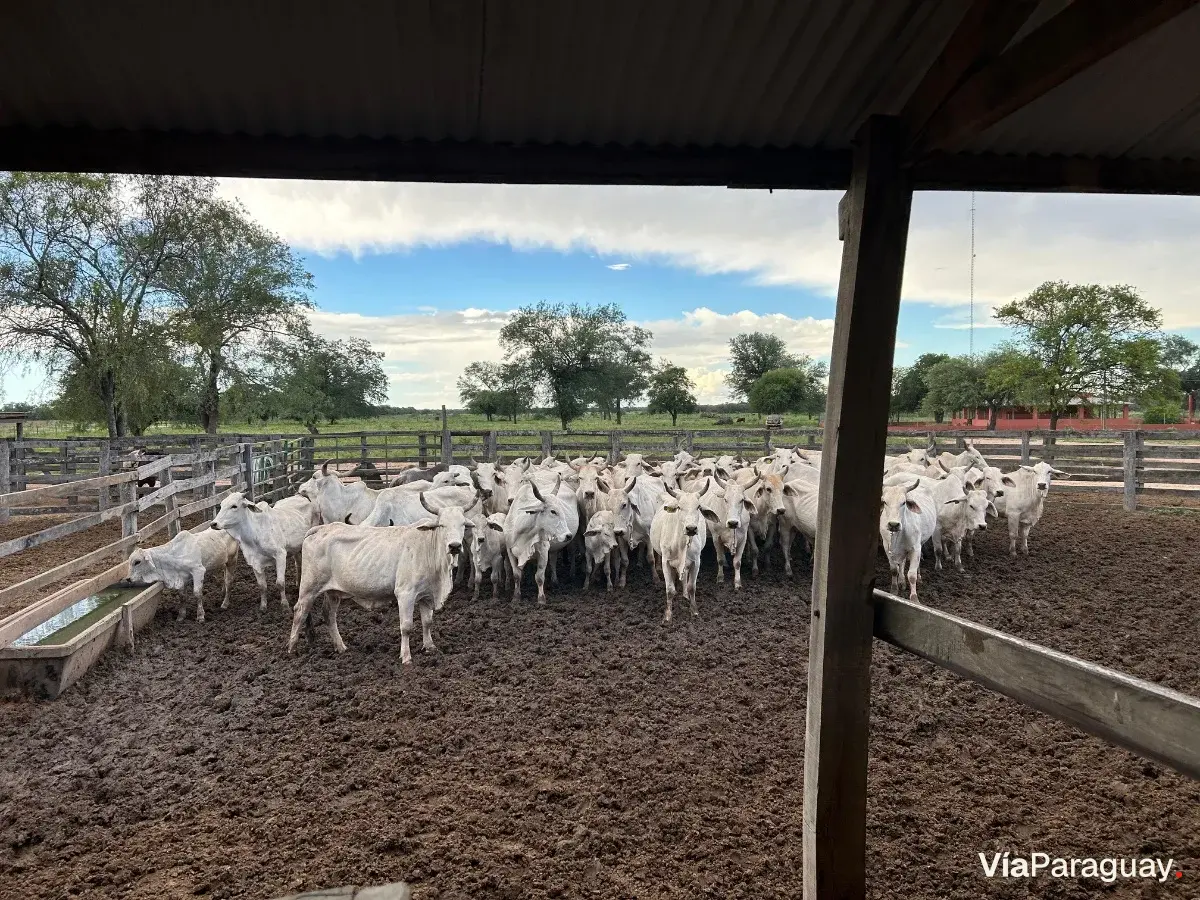 Propiedad rural en venta en Neuland, Chaco Paraguayo