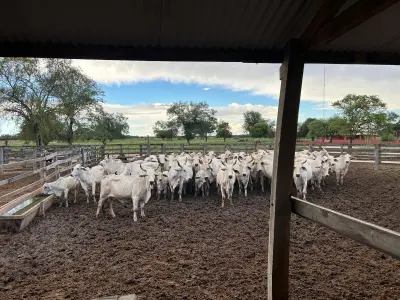 Propiedad rural en venta en Neuland, Chaco Paraguayo