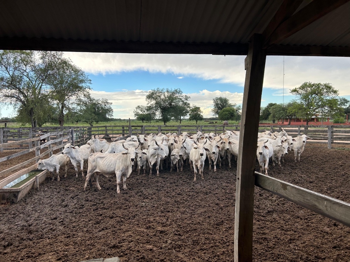 Propriedade rural à venda em Neuland, Chaco Paraguaio