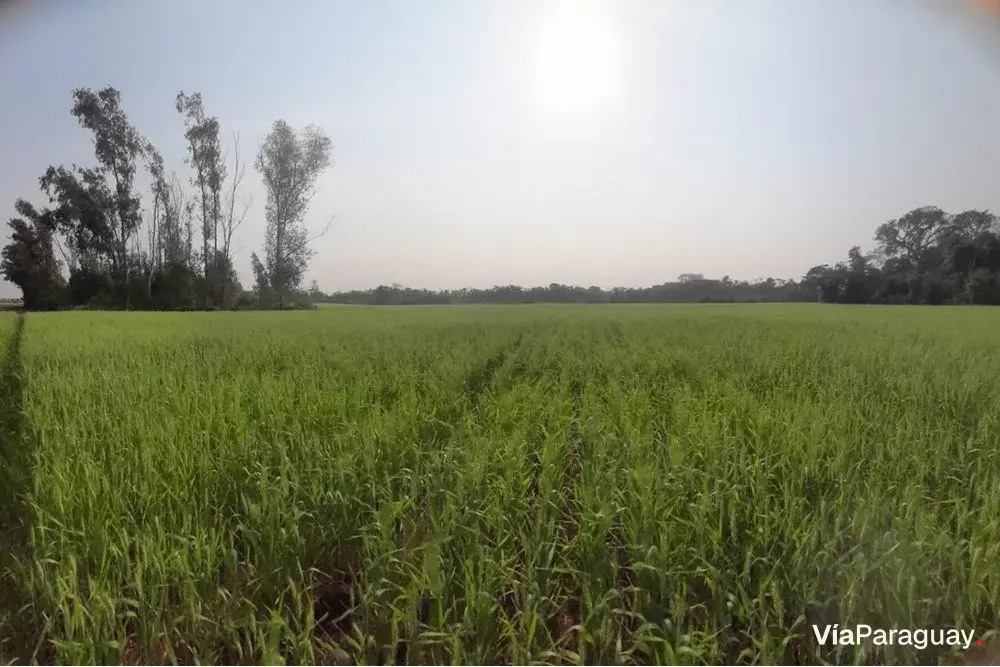 Agricultural land for sale in Santo Domingo, Encarnación