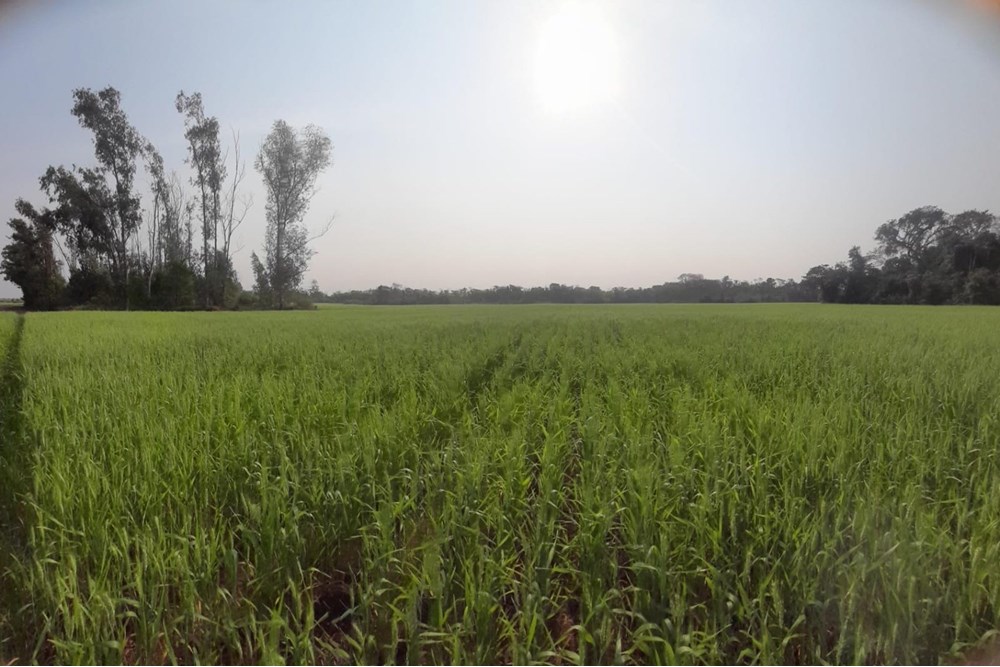 Terreno agrícola à venda em Santo Domingo, Encarnação