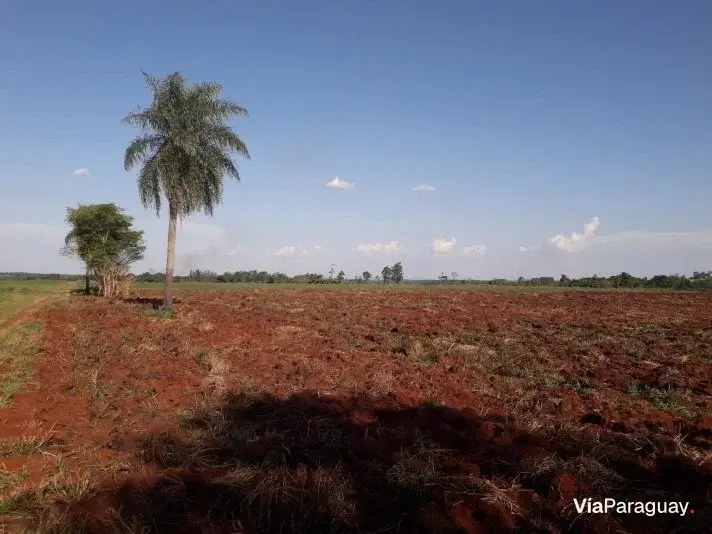 Terreno de 1 hectare à venda no Km 12 Monday, Ciudad del Este