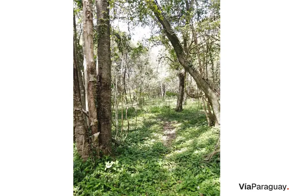 Terreno de 11 hectáreas en venta en San Juan del Paraná