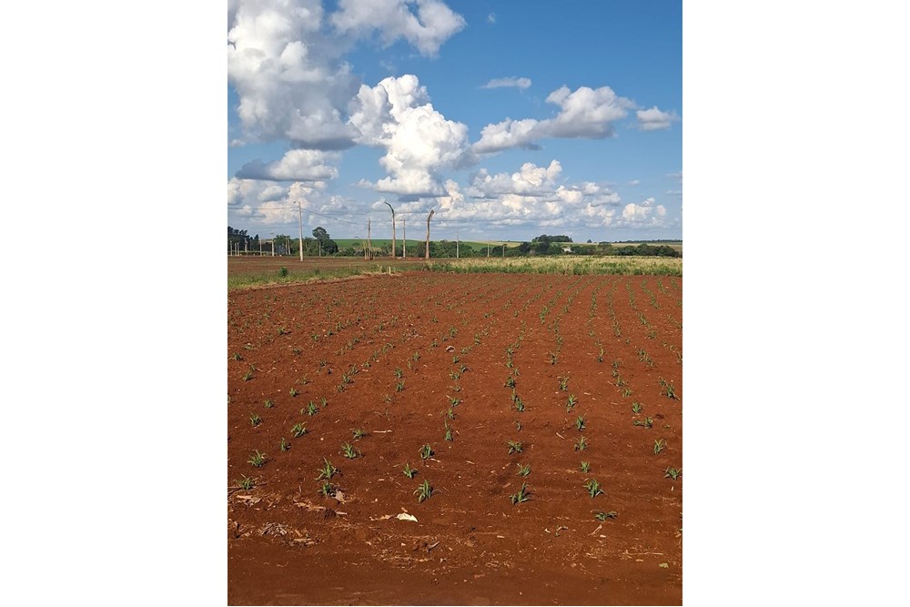 Terreno de 1.199 m² en venta en Santa Rosa del Monday Norte