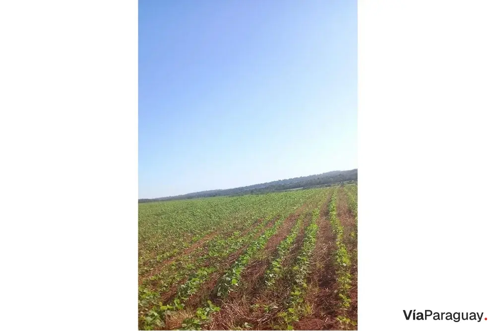 Terreno de 13 hectares à venda em Cambyretá, Itapúa