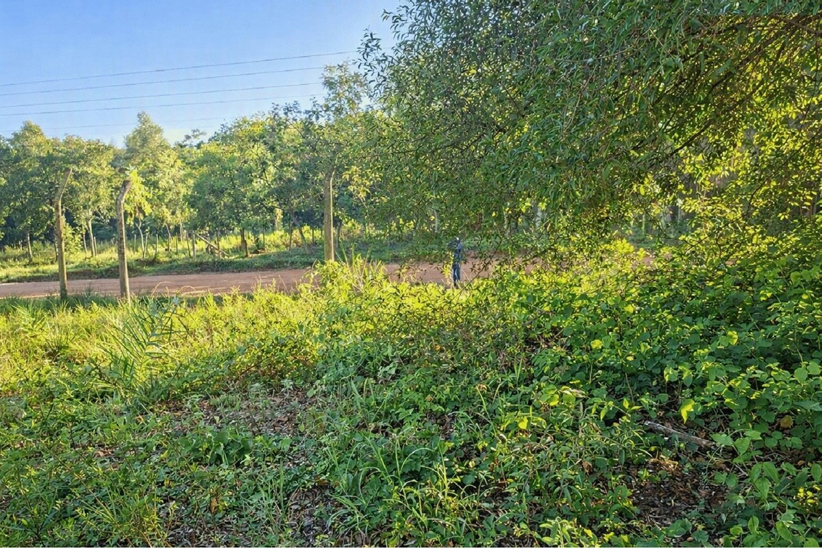 Land for sale in Aquino Cañada, Caacupé – 13,910 m²