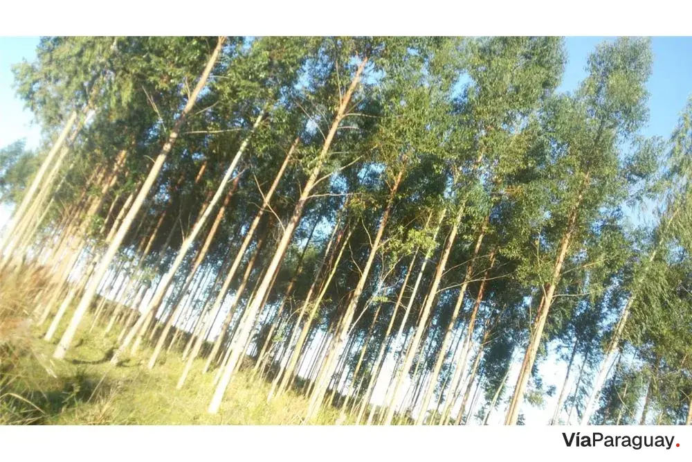 18-hectare land for sale in Caaguazú, suitable for grazing