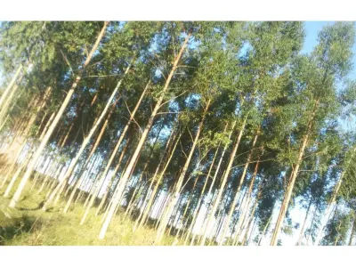18-hectare land for sale in Caaguazú, suitable for grazing